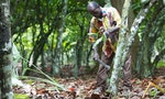 朱古力廠商採購「毀林可可豆」   科特迪瓦雨林幾乎全滅