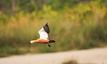 科學家利用GPS追蹤，發現赤麻鴨可飛至數千米高