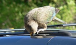 紐西蘭啄羊鸚鵡太搗蛋　專家設計「健身設施」務求引開注意