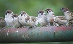 繁殖力強大的麻雀，恐怕是近年來數量變遷最讓人有感的鳥種