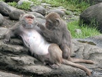 Formosan_macaque