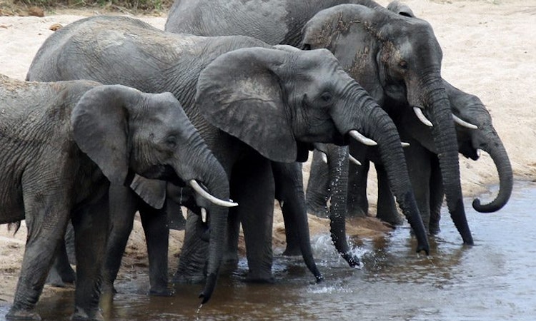 China's Ivory Ban Pushes Illegal Trade to Neighboring Countries, Study Shows