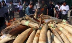 緬甸公開燒毀走私象牙虎骨，黑市價達130萬美元、總重超過1.4公噸