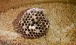 honeycomb-2594569_1280