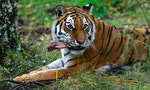 China Criticized for Legalizing Use of Tiger Bone & Rhino Horn in Medicine