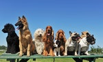 精神科醫師Ｘ心理治療師的診療告白：你的人格特質適合養什麼樣的狗？