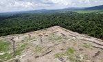 「一年流失100萬足球場面積雨林」 巴西總統仍想放寬伐林？