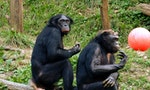 Bonobo_011