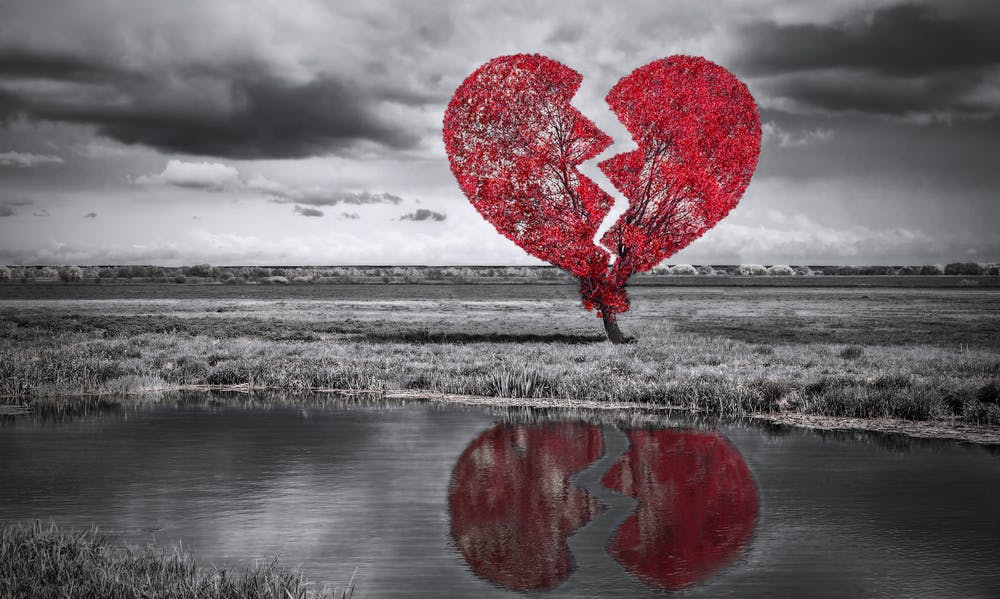 Broken heart tree. Black and white — Photo by Vitalez1988