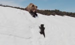 熊媽媽一掌撥開小熊？ 航拍野生動物片段惹爭議