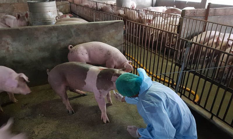 立院三讀通過「非洲豬瘟條款」，違法帶肉品入境可重罰100萬