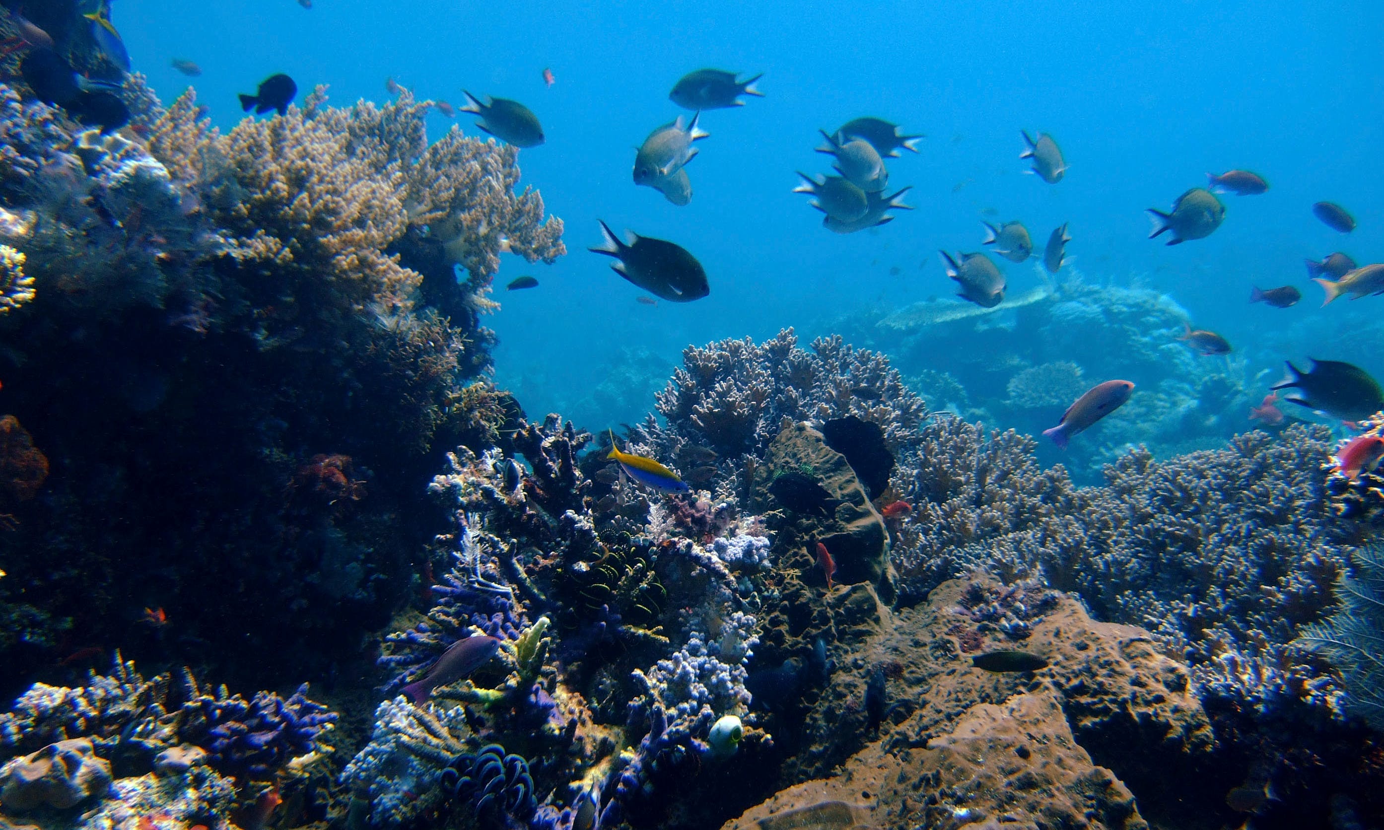 科學家警告：若全球暖化升溫1.5°C，幾乎沒有珊瑚礁是安全的