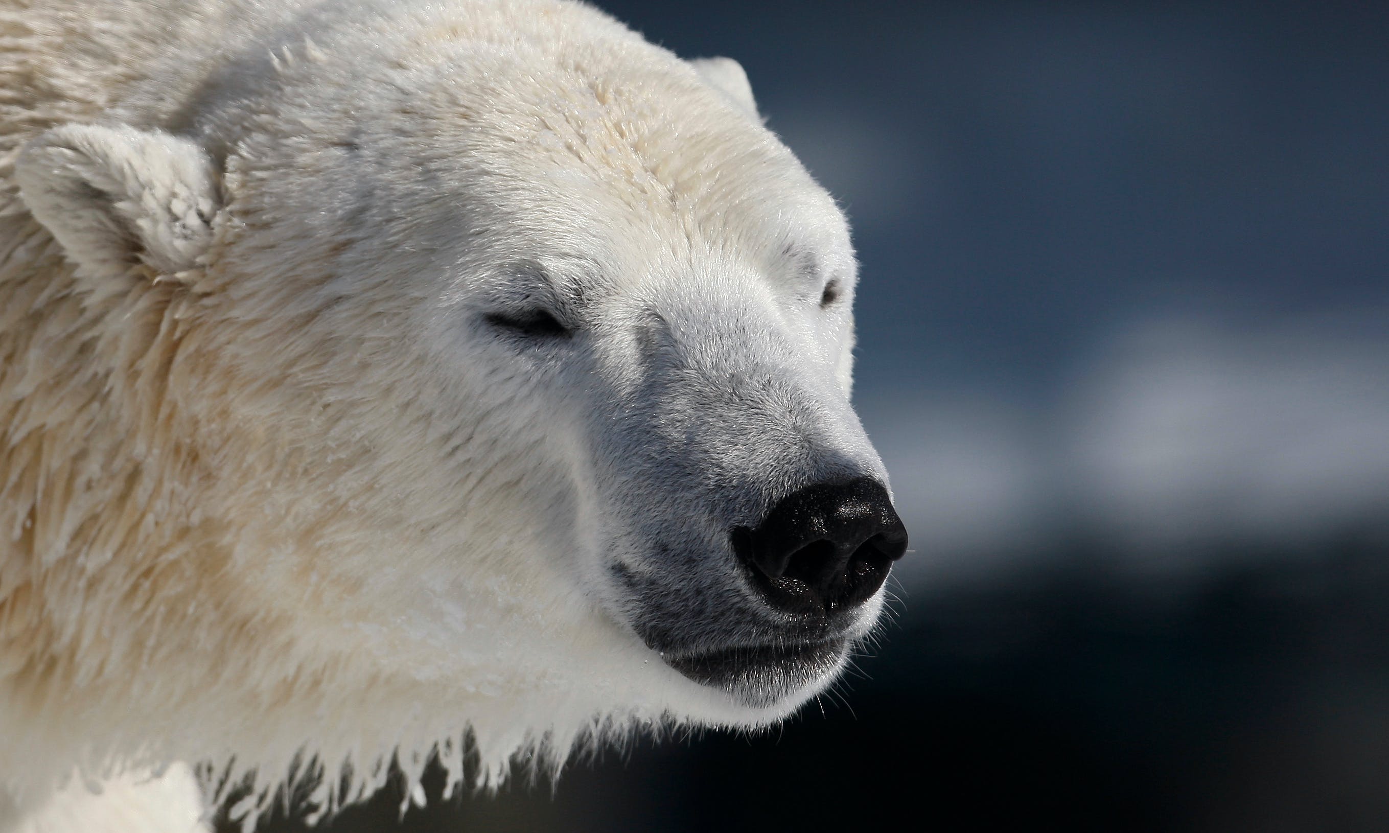 北極熊數量不減反增 原住民憂不再 和平共存 The News Lens 關鍵評論網