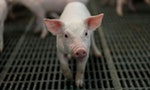 China Pressed to Reform Meat Production as Swine Fever Spreads