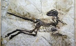 Frozen in Time: Solving the Mystery of China's Most Remarkable Fossils