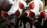 柬埔寨爆非洲豬瘟，旅客自柬國帶豬肉製品將開罰20萬