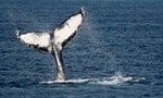 「人工鯨魚糞便」能否重建養分匱乏的海洋生態？英國科學家即將展開實驗