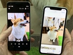 iPhone XR對決Pixel 3 拍出寵物萌照有技巧