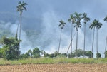 一期稻收割  台東農民燃燒稻草（2）