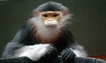Southeast Asia's Douc Langurs: The Prettiest Primates You've Never Heard Of