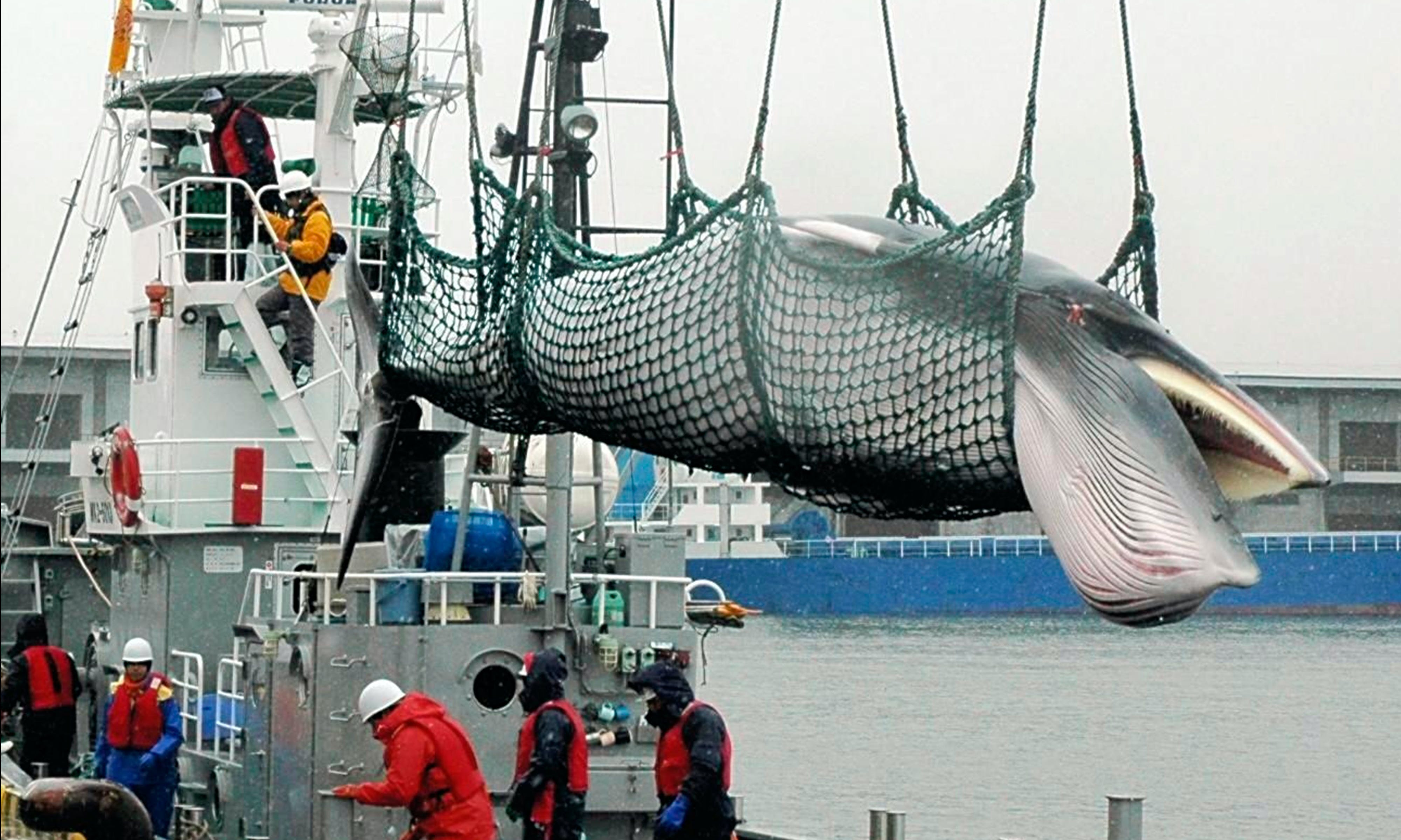 日本退出國際捕鯨委員會，睽違30年將恢復「商業捕鯨」