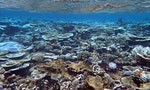 為何同一個潛點的珊瑚越來越少？我從遊客拍照打卡找到了答案