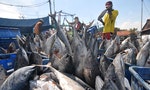 Technological Advances Expose Global Seafood Cheats 