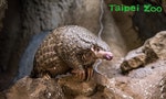 台灣養出世界第一隻人工哺育穿山甲，什麼原因讓牠們在全球「最瀕危」？