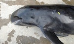迷航高雄港的小虎鯨胃裡拉出18個塑膠袋，「整個胃都塞滿了，吃不下卻很餓。」