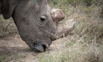 世上唯一雄性北非白犀牛逝世