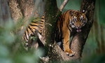 在印尼，蘇門答臘虎的持續減少會帶來什麼後果？