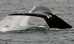 滅絕在即？北大西洋露脊鯨生產季節沒有增添新成員