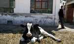 Niu Horizons: The Stunning Growth of China's Dairy Industry