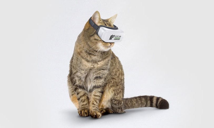 為了阻止野鳥被傷害，澳洲人發明了「貓咪專用」的VR眼鏡