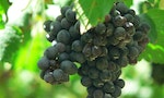 希哈葡萄：「濃郁型」紅酒入門必嚐的經典品種