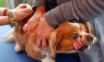 反疫苗風潮擴散到寵物    英獸醫協會：疫苗不會導致狗狗患上自閉症