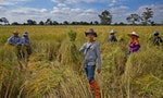 泰國茉莉香米傳奇：不只是「世界最好稻米」，也是政府的顧權利器