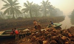 INDONESIA: Report Exposes Multinational Brands' Exposure to Palm Oil Abuses