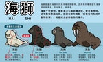 【插畫】海獅、海豹、海狗、海象，傻傻分不清楚？