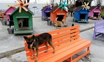 Stray Dogs Hound Taiwan after Euthanasia Ban Takes Effect