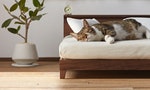 不只是寵物用品！日本職人為貓咪打造純手工專屬家具