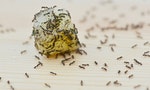 研究：地球上至少有2萬兆隻螞蟻，重量超過全部野生鳥類加哺乳類動物的總和