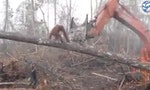 印尼森林砍伐情況嚴重，紅毛猩猩試圖阻擋破壞家園的挖土機