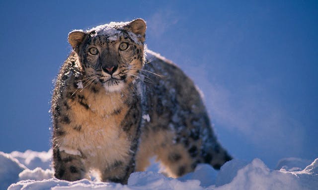 Paw Prints: Photographing the Majestic Snow Leopard in the Himalayas 