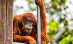 出生蘇門答臘復育54隻後代，全球最老紅毛猩猩澳洲辭世 