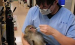19人一年救治過500隻動物：台灣「野生動物急救站」甘苦誰人知