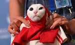 【世界盃】聾貓阿基里斯料俄羅斯勝　沙地：充滿信心