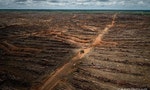 為種植用途極廣的棕櫚油，印尼「最後的雨林」遭砍伐