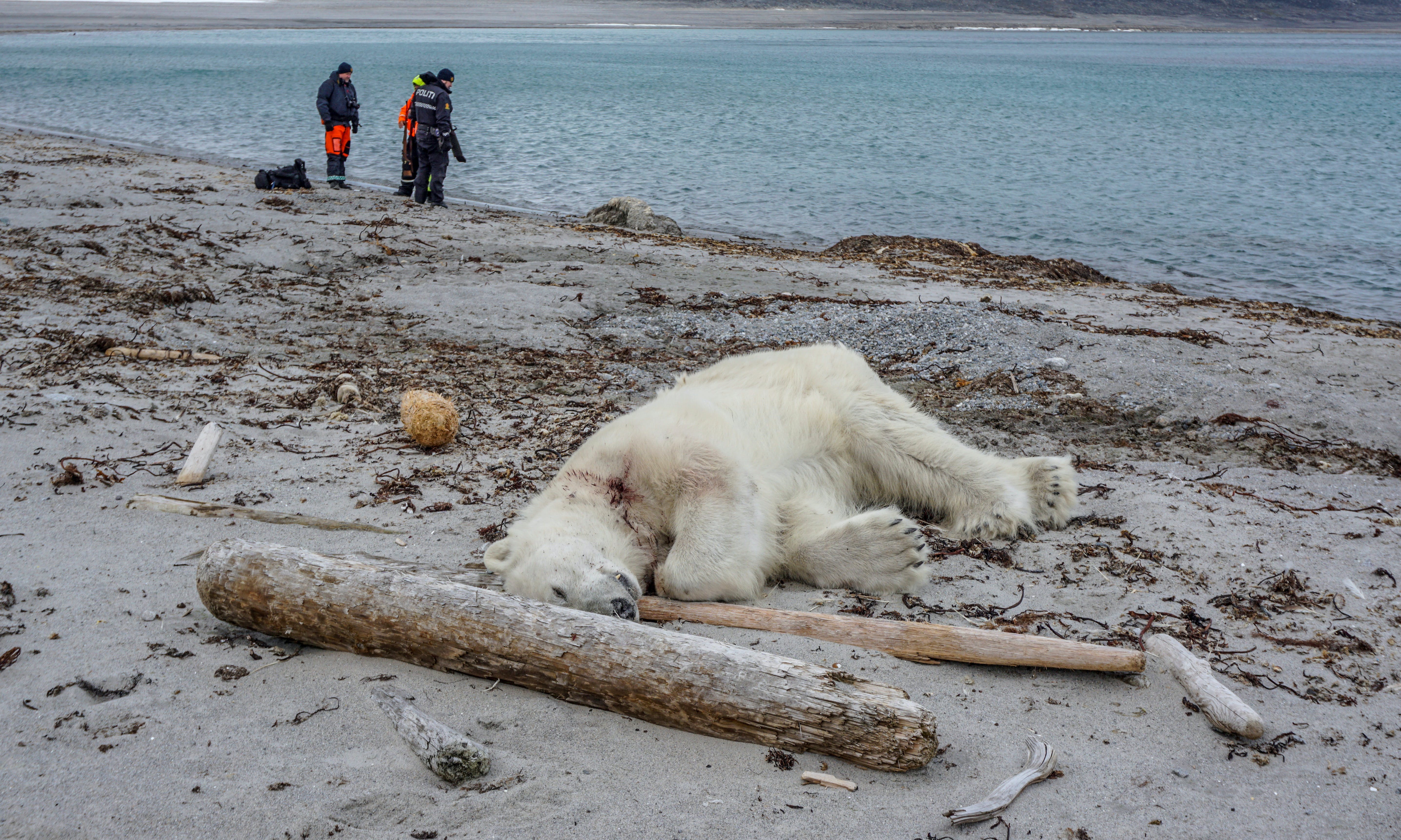 北極熊被「合法」射殺，極地觀光和全球暖化都讓「人熊相遇」機率大增