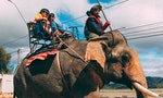 越南那屯國家公園「騎大象」走入歷史，園內三頭亞洲象終於能自由漫步森林